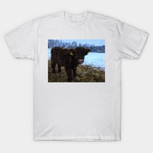 Scottish Highland Cattle Calf 1635 T-Shirt